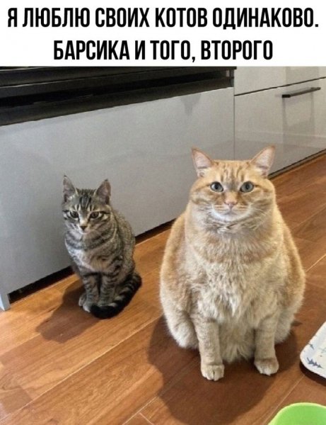 Do-slez-smeshnye-memy-i-kartinki-s-kommentarijami-18
