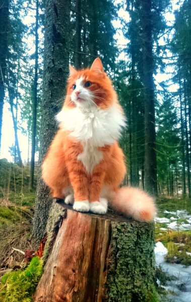 Norvezhskaya Koshka