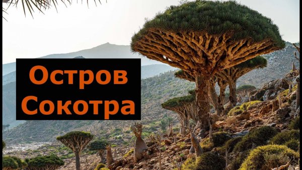 Жемчужина Йемена