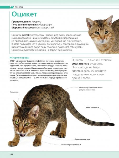 Оцикет