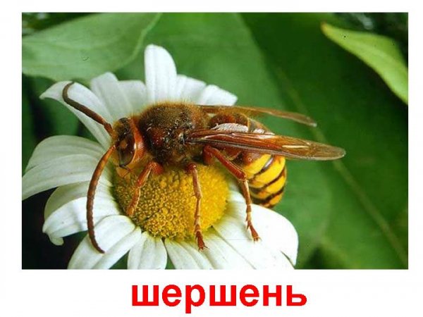Hornet