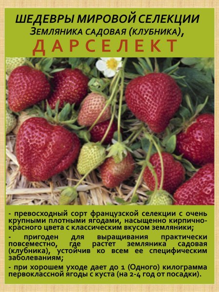 Земляника садовая