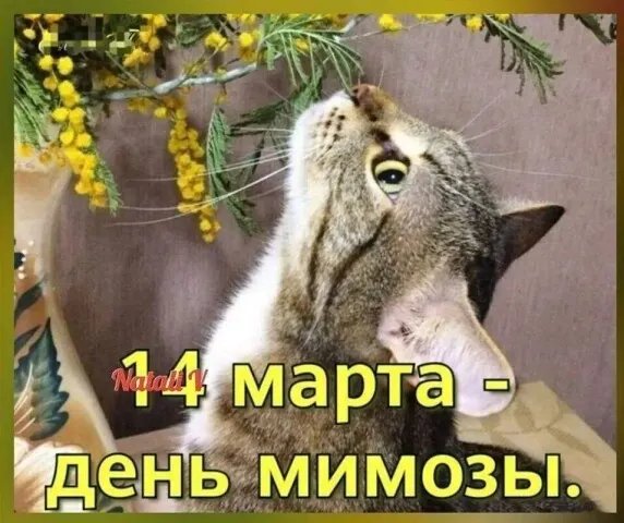 День мимозы
