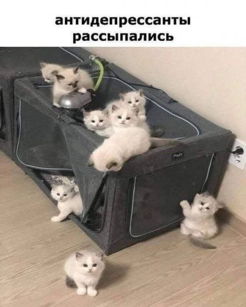 p.1200.1200.0