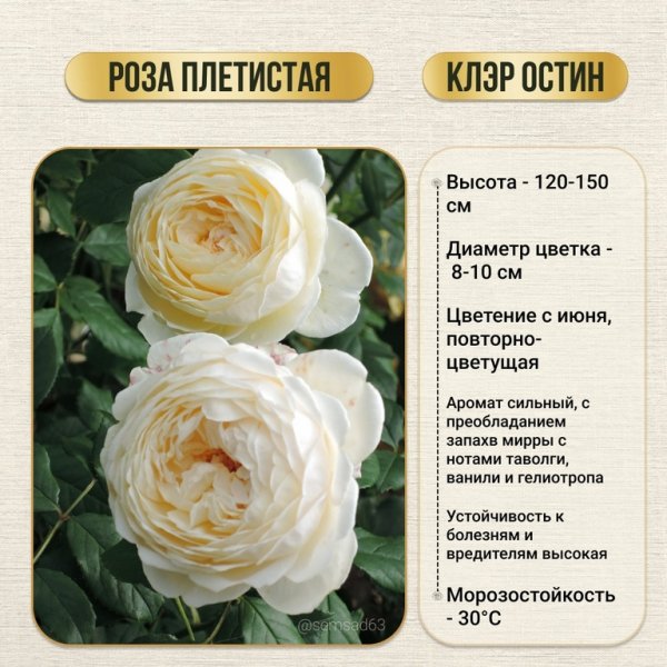 Роза плетистая