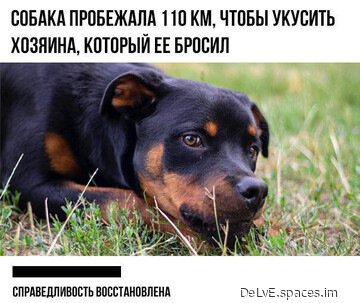 Месть не знает расстояний