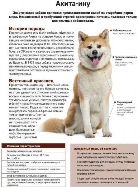 Акита - ину