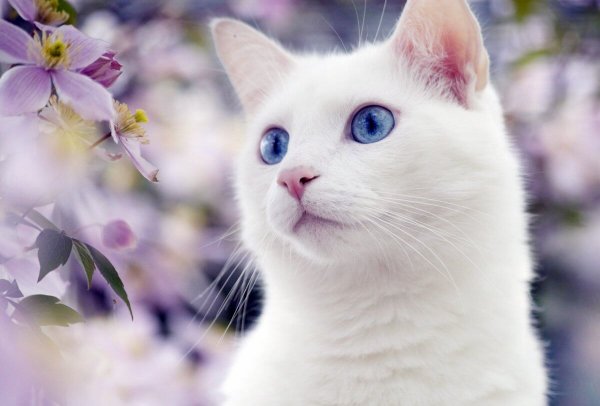 angora cat 05