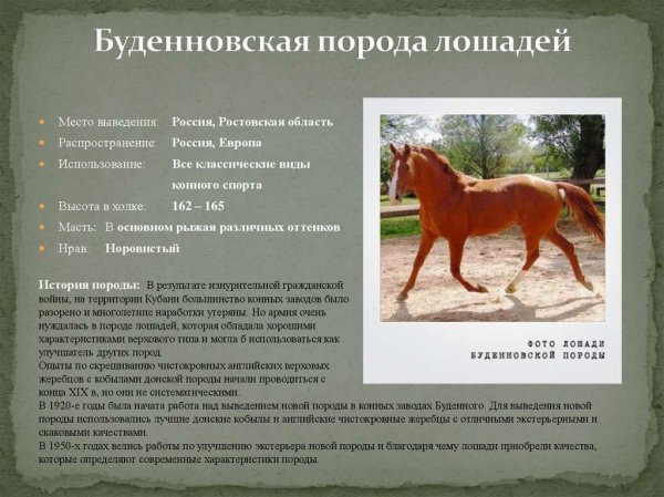 Буденновская