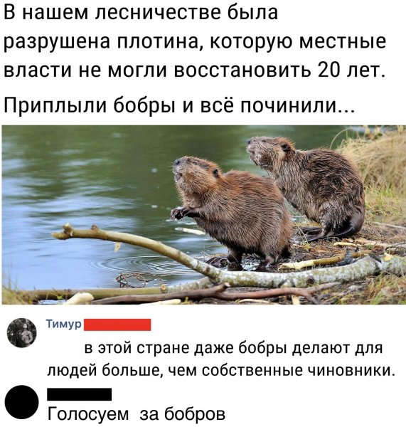 бобры
