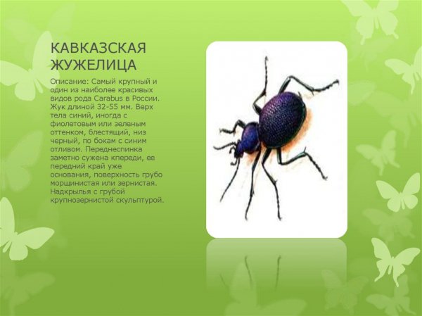 Кавказская жужелица