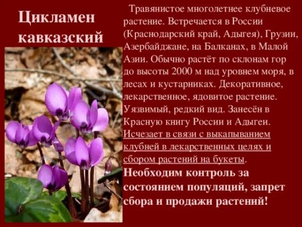 Цикламен кавказский