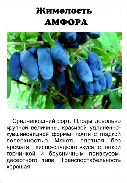 Жимолость Амфора