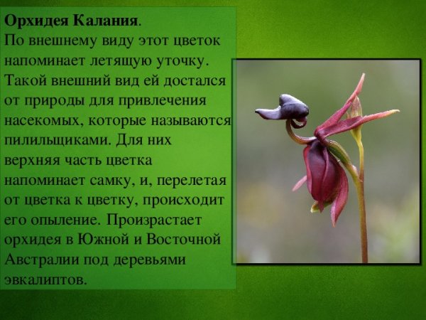 Орхидея Калания