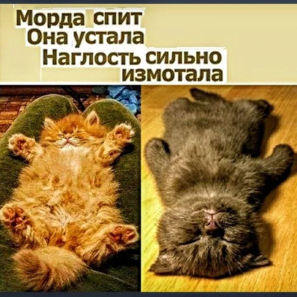 Милота )