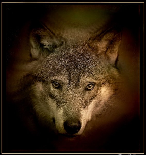 Wolf