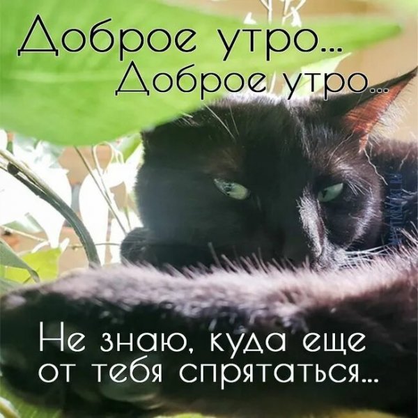 Доброе утро...