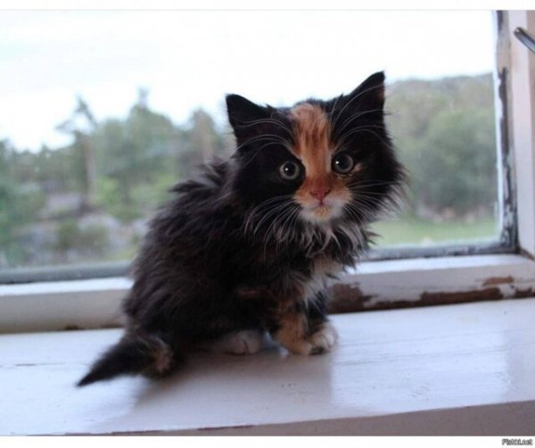Косицька
