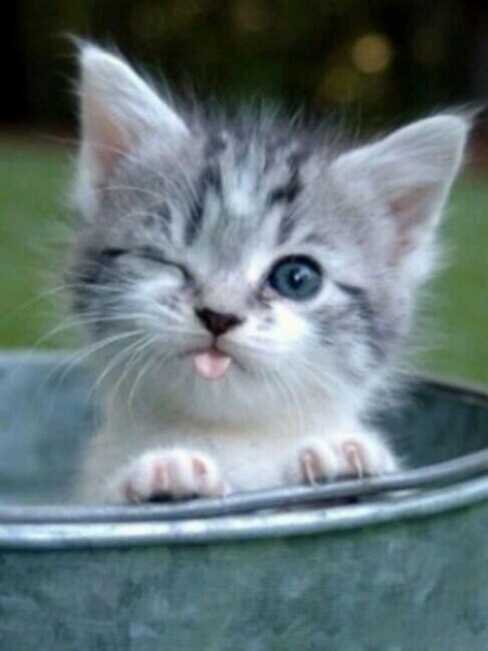 Cute Animals in Pictures03-17-2014-20-42