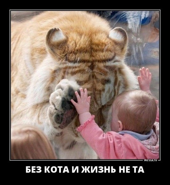 Без кота
