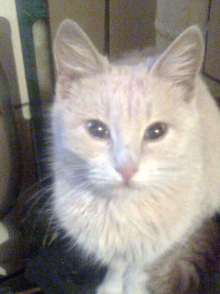 Мой котик