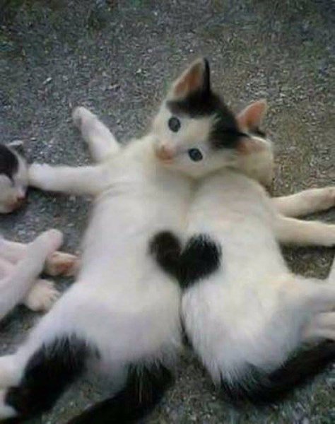 Кошки