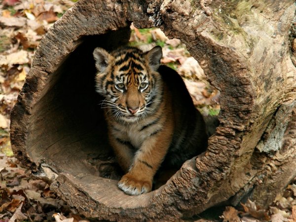 Little-Tigers
