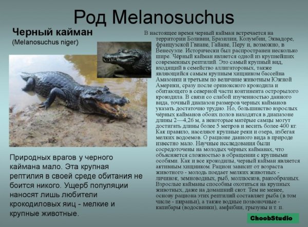 Черный кайман